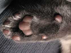 Nicki's paw